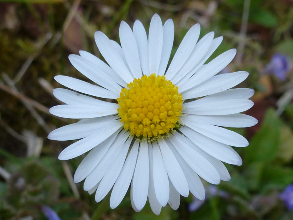 Gänseblümchen