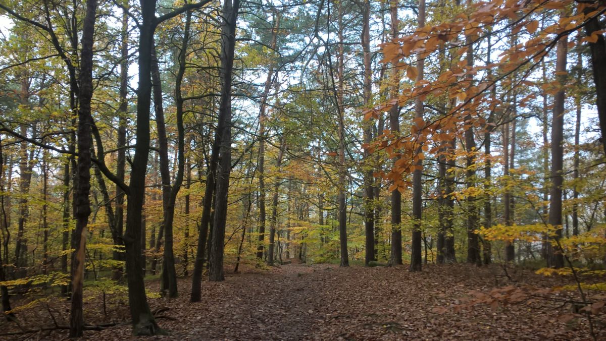 Sonntag (Glühwein-) Wanderung