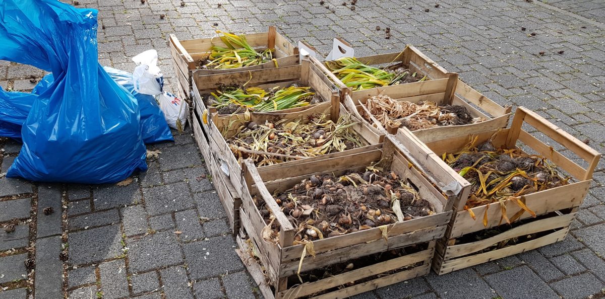 Städtische Blumenzwiebeln angekommen