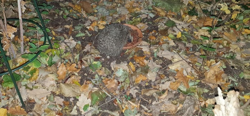 Mindestens Igel Bruno ist doch da